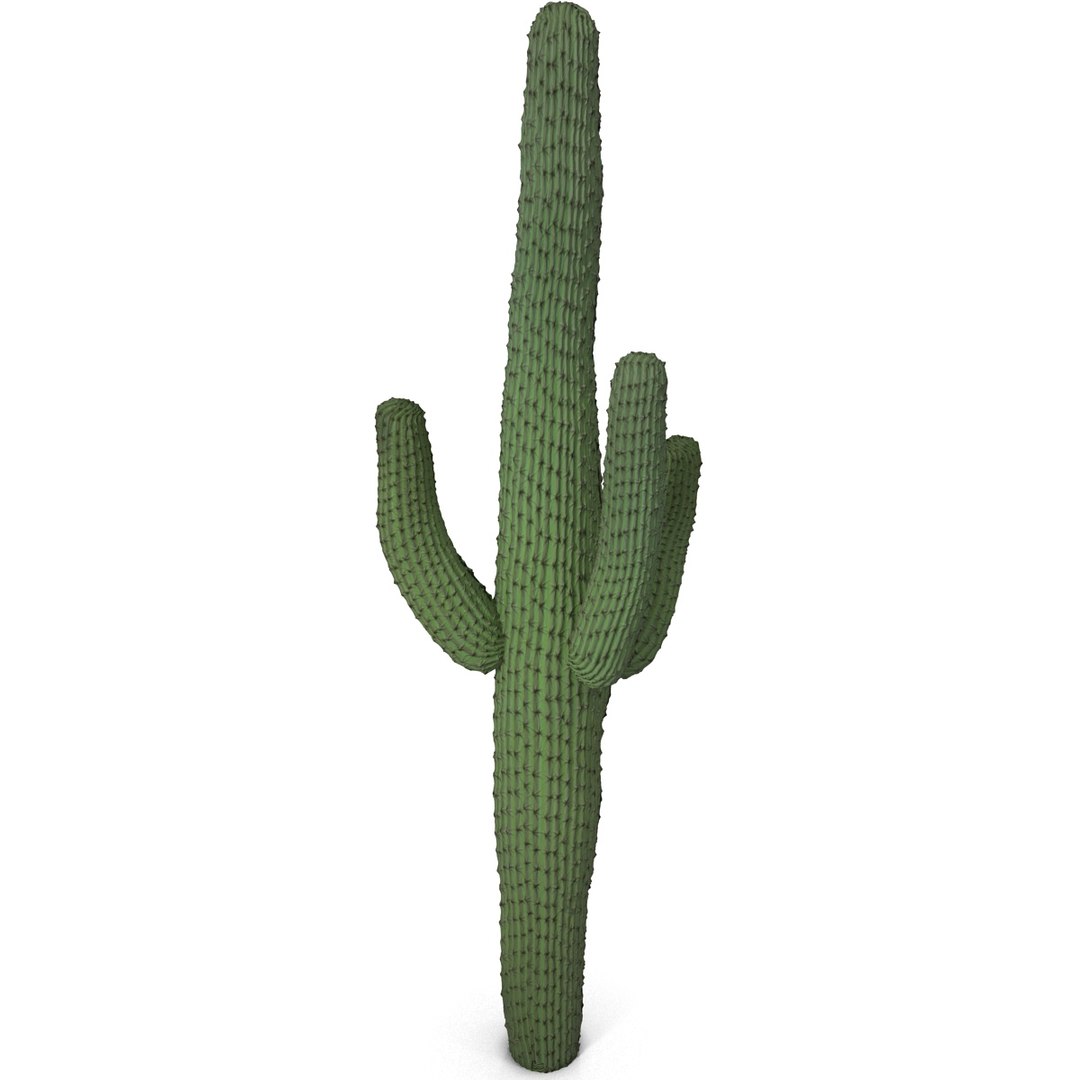 3d mexican cactus model https://p.turbosquid.com/ts-thumb/8Q/hfE0MM/EBZGsifw/mexicancactus_6/jpg/1393354725/1920x1080/fit_q87/c25bac4c4b9964f6d5f3c8c055a514dd78adbdeb/mexicancactus_6.jpg