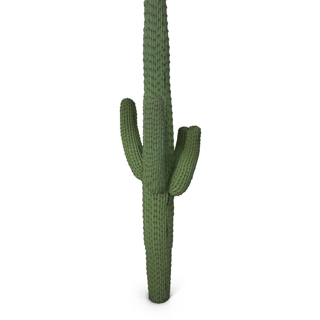3d mexican cactus model https://p.turbosquid.com/ts-thumb/8Q/hfE0MM/IFwpkNLw/mexicancactus_7/jpg/1393354731/1920x1080/fit_q87/7926f2b10d63033309d2c48741578a99d514fa1b/mexicancactus_7.jpg