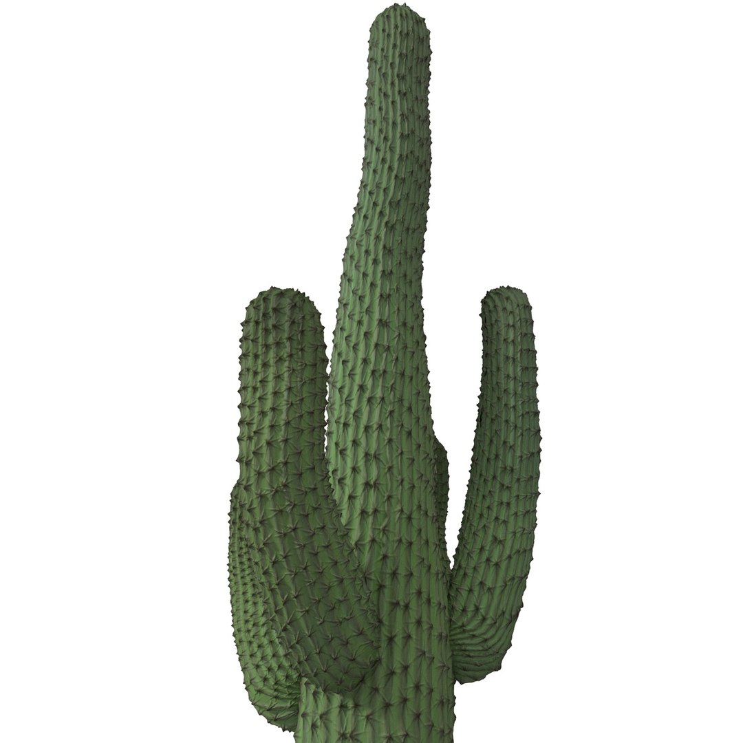 3d mexican cactus model https://p.turbosquid.com/ts-thumb/8Q/hfE0MM/LtT55i9N/mexicancactus_11/jpg/1393354741/1920x1080/fit_q87/3d456ac2c9597b06817834bbcc9dd6590ee63ae6/mexicancactus_11.jpg