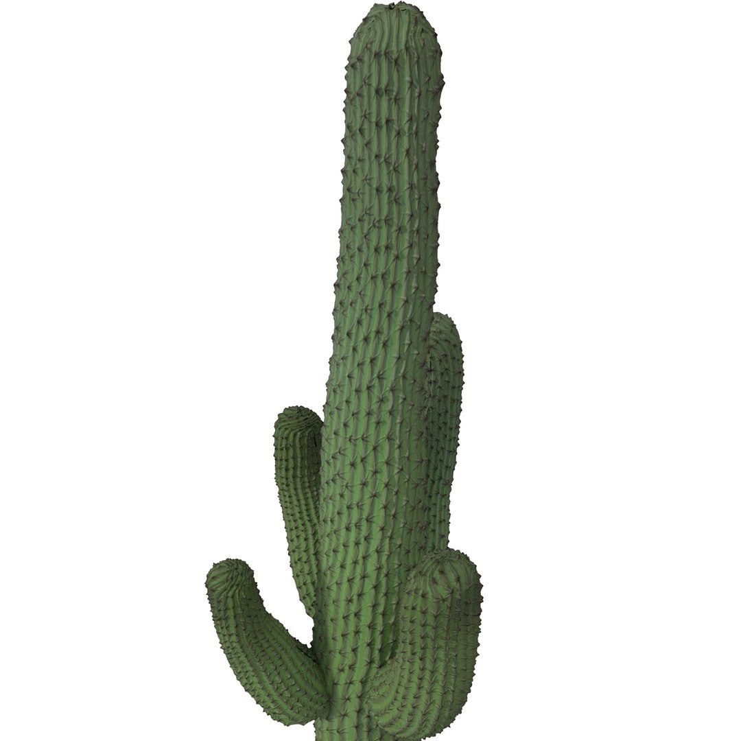 3d mexican cactus model https://p.turbosquid.com/ts-thumb/8Q/hfE0MM/ZoHZUkpU/mexicancactus_10/jpg/1393354741/1920x1080/fit_q87/6a694715fa75948ce80935695f6986016b5fbbbe/mexicancactus_10.jpg