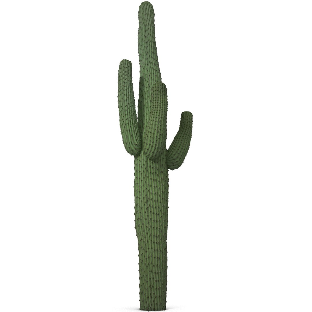 3d mexican cactus model https://p.turbosquid.com/ts-thumb/8Q/hfE0MM/eUERYVyg/mexicancactus_8/jpg/1393354730/1920x1080/fit_q87/861e3df4aed685e2324c61d15127563c1f124f62/mexicancactus_8.jpg