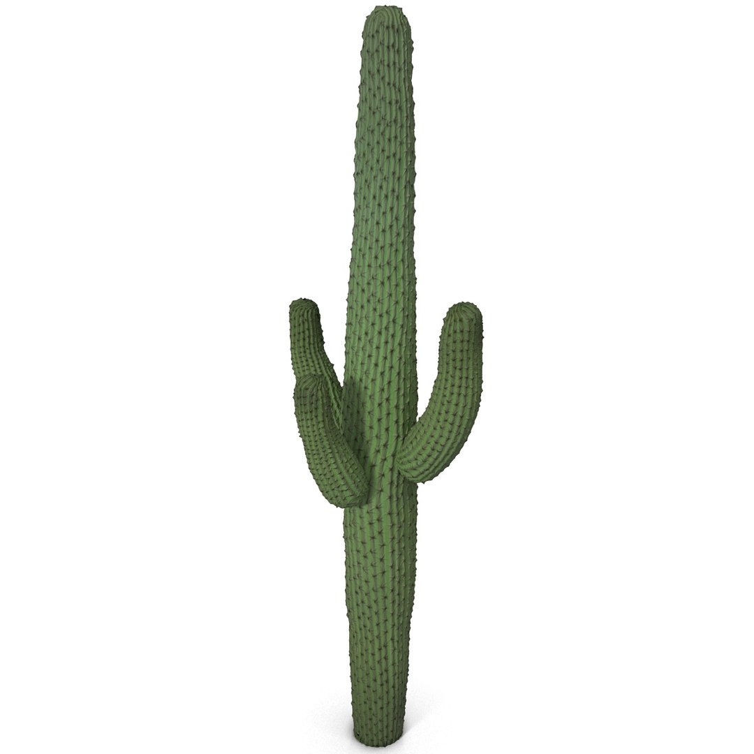 3d mexican cactus model https://p.turbosquid.com/ts-thumb/8Q/hfE0MM/kV0SFCRs/mexicancactus_3/jpg/1393354710/1920x1080/fit_q87/225986e616c1cbee40bfb3a424960037953c0688/mexicancactus_3.jpg