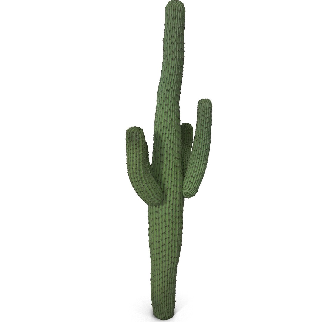 3d mexican cactus model https://p.turbosquid.com/ts-thumb/8Q/hfE0MM/pRdTAG3S/mexicancactus_5/jpg/1393354722/1920x1080/fit_q87/b79335013ced0e3702244ef238abc8859818e824/mexicancactus_5.jpg