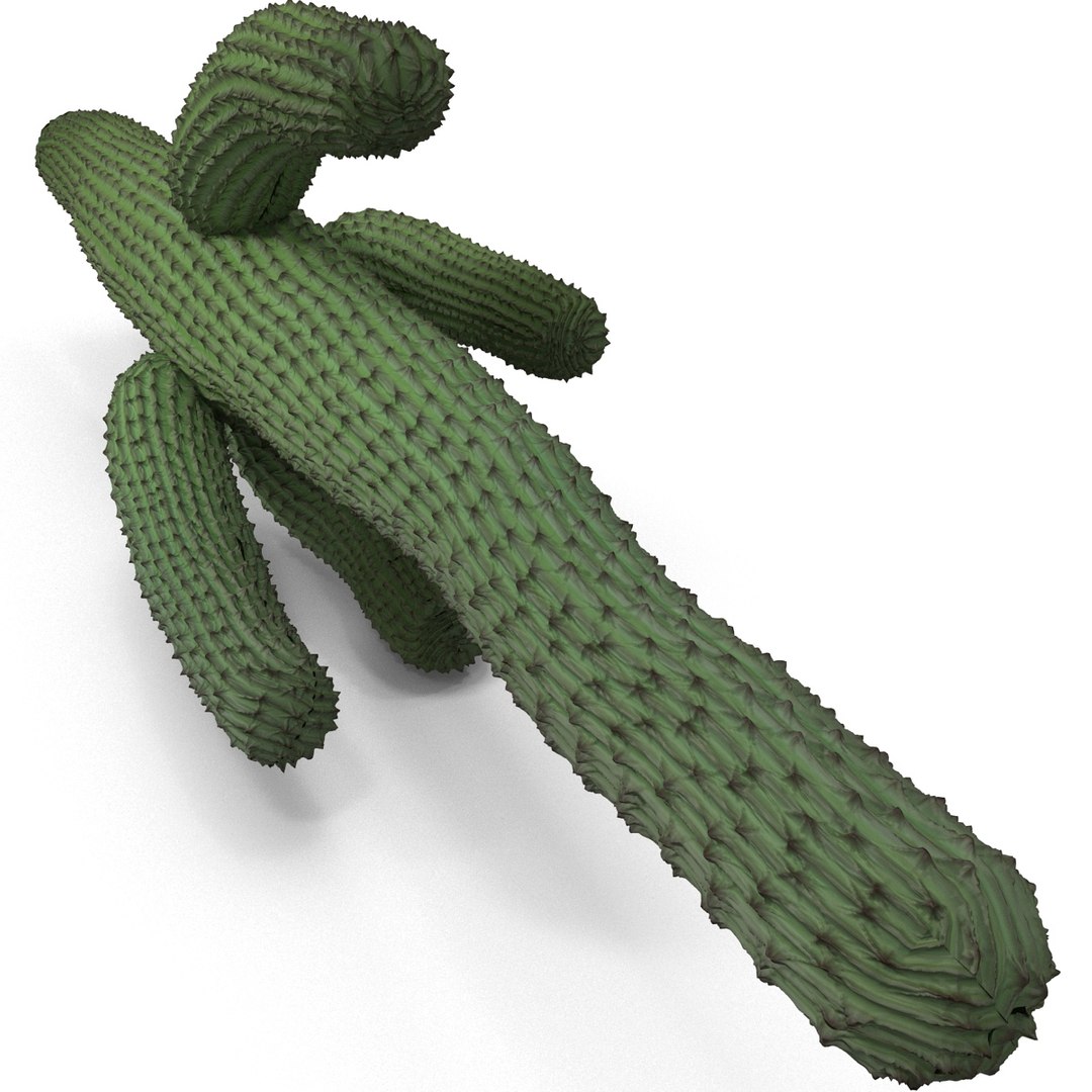 3d mexican cactus model https://p.turbosquid.com/ts-thumb/8Q/hfE0MM/vyoN4PYR/mexicancactus_12/jpg/1393354747/1920x1080/fit_q87/553ea17124f9609836329b6339fa6e0d0fba596f/mexicancactus_12.jpg