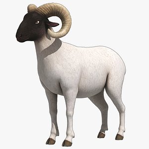 3D sheep  Ram  Ewe  goat model