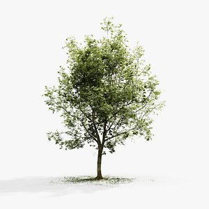 European Beech 03 3D Scanned Animated model