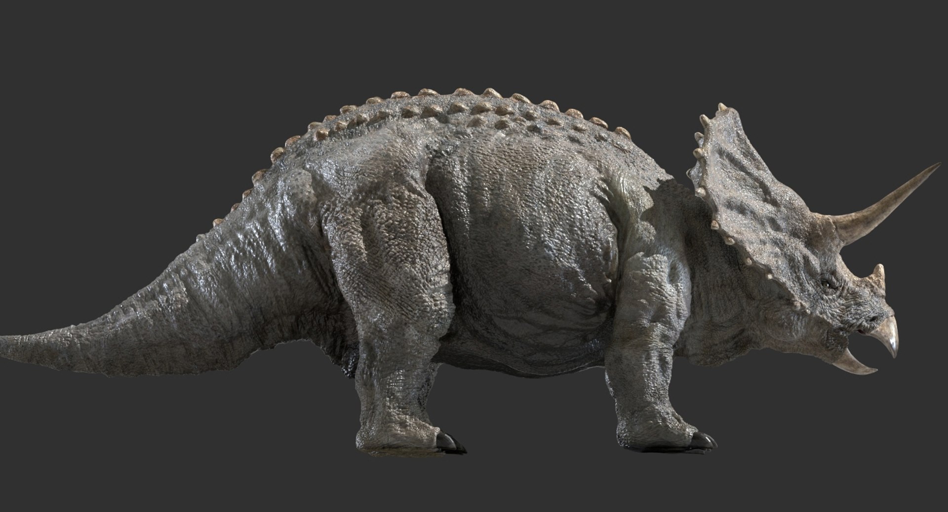 triceratops rigged 3D model https://p.turbosquid.com/ts-thumb/8R/7eg2Ai/66RwxqB0/11/jpg/1517732055/1920x1080/fit_q87/1a34d4e9cbf36a1ff28dcf9adb11a1884cd4aa22/11.jpg