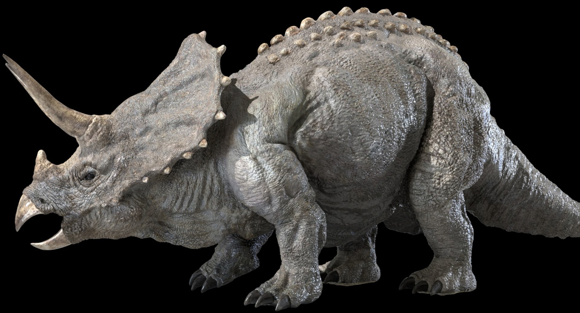 triceratops rigged 3D model https://p.turbosquid.com/ts-thumb/8R/7eg2Ai/q1Youjx4/18/jpg/1517732056/1920x1080/fit_q87/55a4bf4bffd6c56be06bc57284d81f081d3db09b/18.jpg