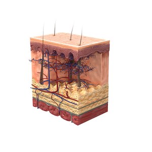 Skin Section with animatable wound