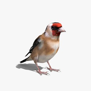 Goldfinch