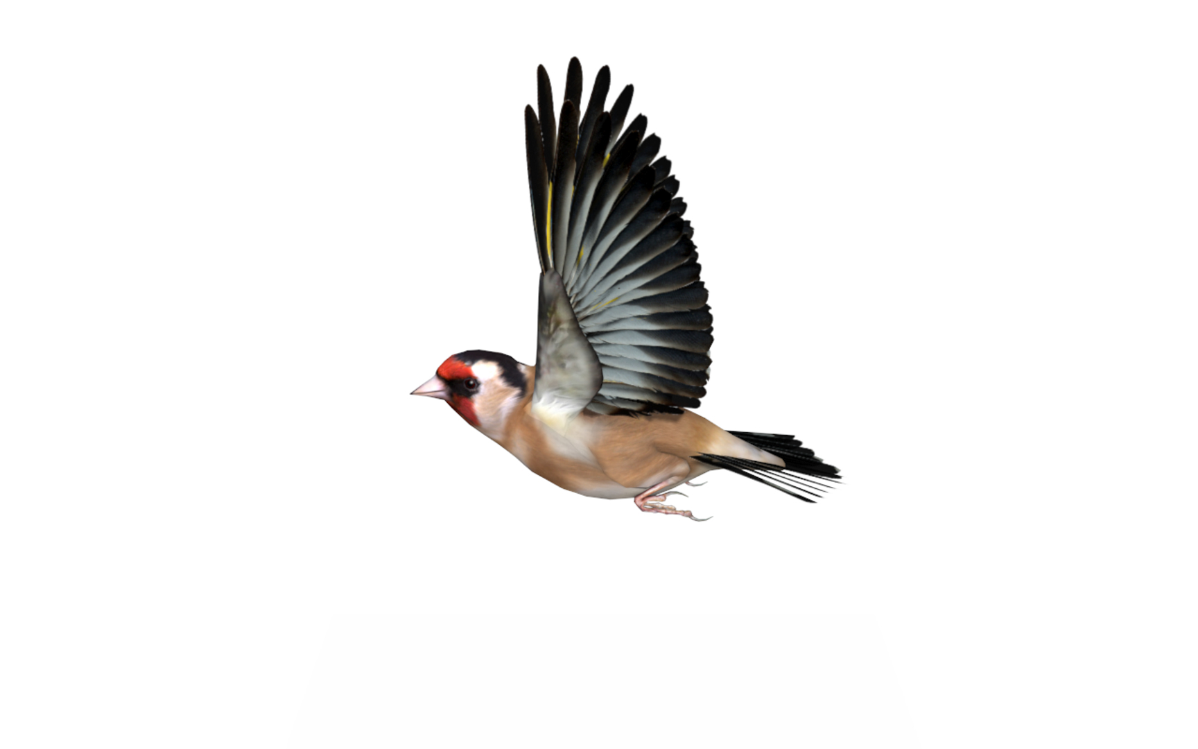 Bird Nature Finch 3D Model - TurboSquid 1446232