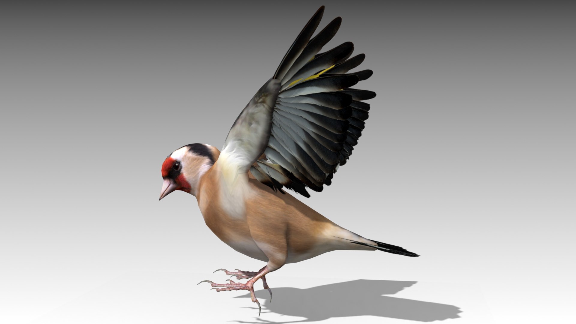Bird Nature Finch 3D Model - TurboSquid 1446232