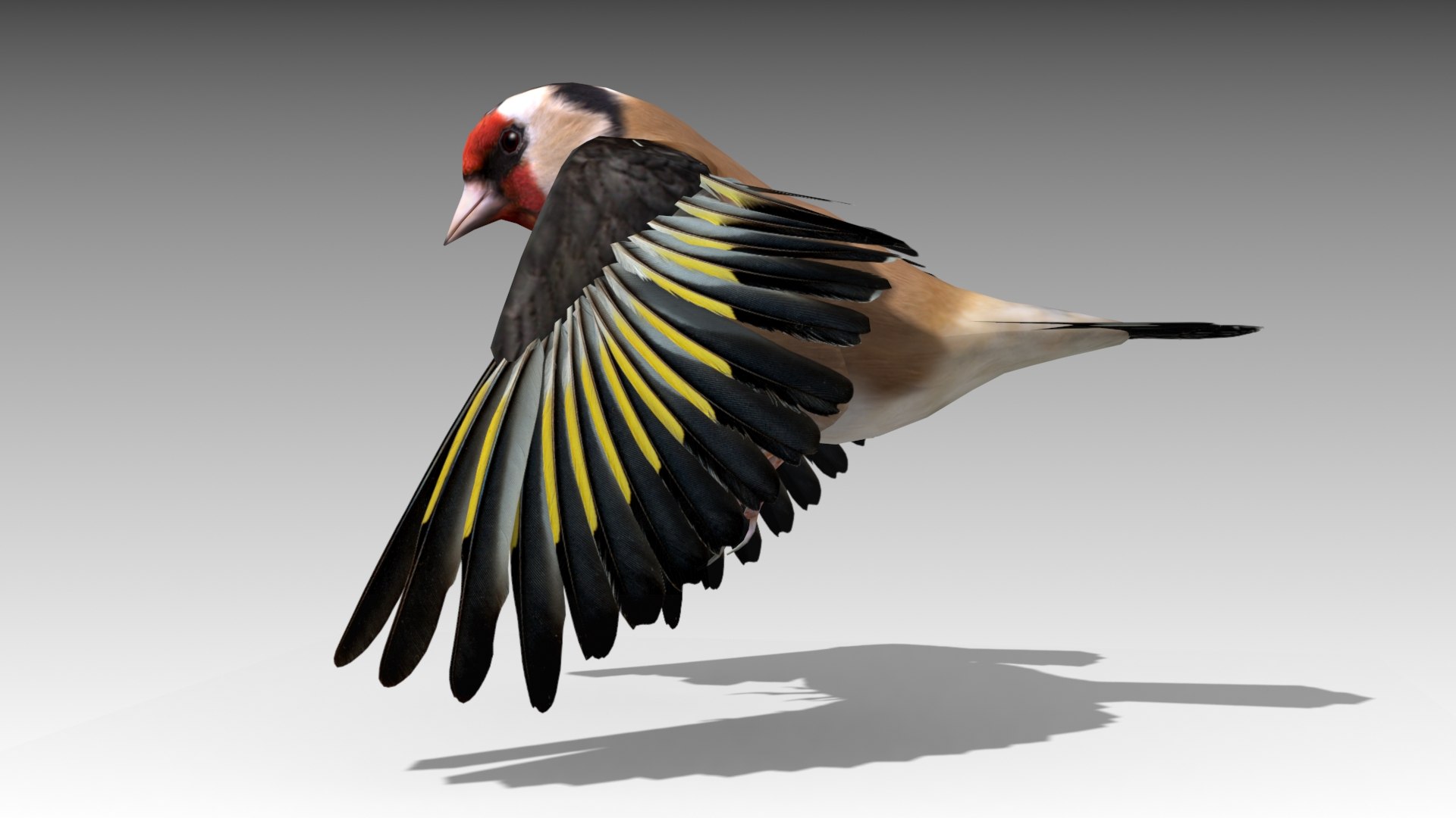 Bird Nature Finch 3D Model - TurboSquid 1446232
