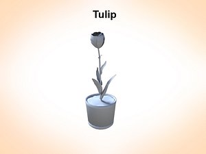 Tulip