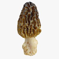 Morel Mushroom Morchella