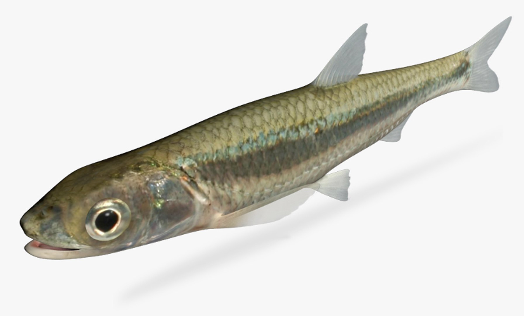 3d Notropis Photogenis Silver Shiner Model