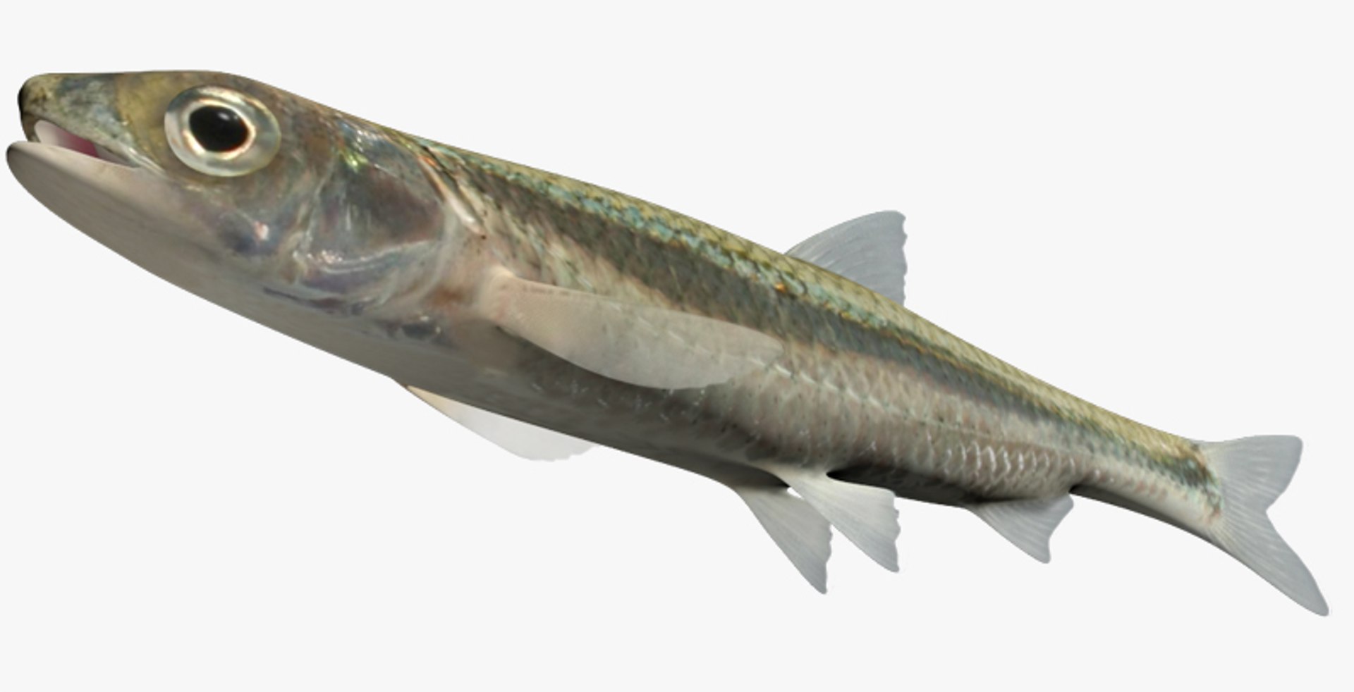 3d Notropis Photogenis Silver Shiner Model