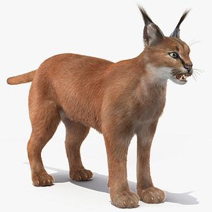 Caracal Fur