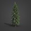 2021 PBR Koyama Spruce Collection - Picea Koyamai 3D model