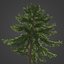 2021 PBR Koyama Spruce Collection - Picea Koyamai 3D model