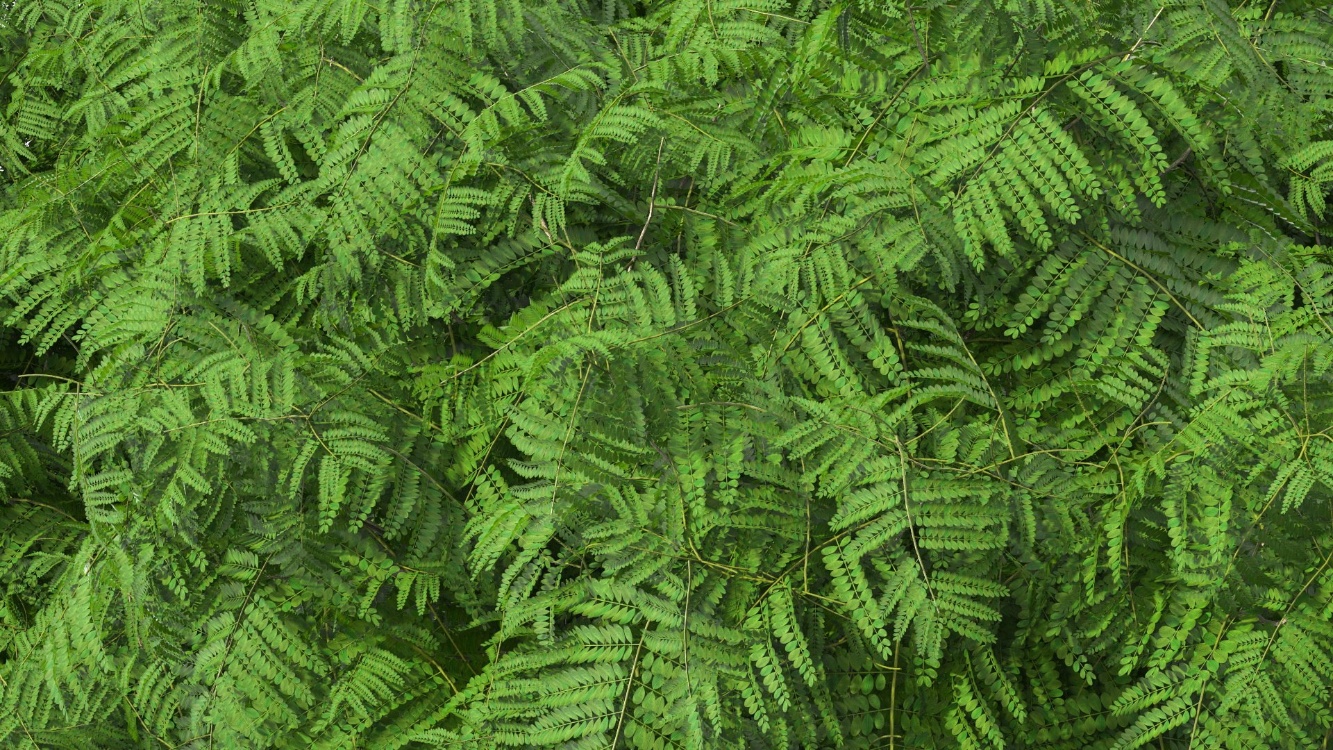 peltophorum pterocarpum tree 3D model https://p.turbosquid.com/ts-thumb/8S/BbafJh/6g/peltophorumpterocarpumtree3dmodel015/jpg/1615727831/1920x1080/fit_q87/25d6af58625e6e12d39ddd4bd0a5ab06027cea8c/peltophorumpterocarpumtree3dmodel015.jpg