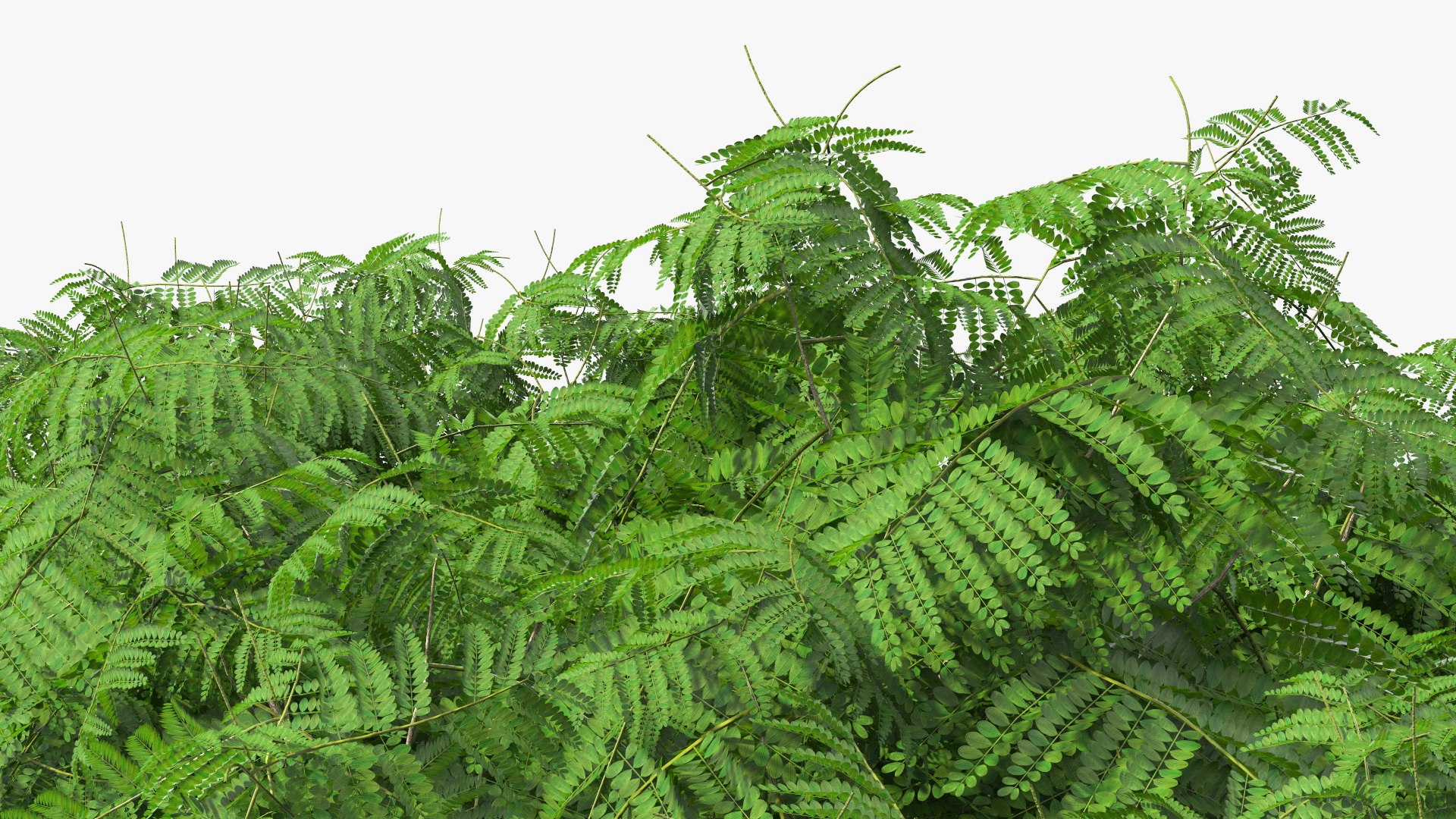 peltophorum pterocarpum tree 3D model https://p.turbosquid.com/ts-thumb/8S/BbafJh/Cp/peltophorumpterocarpumtree3dmodel014/jpg/1615727825/1920x1080/fit_q87/74d1e1eedc903817d1ac2038ef49a7de9b227320/peltophorumpterocarpumtree3dmodel014.jpg