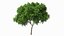 Peltophorum Pterocarpum Tree