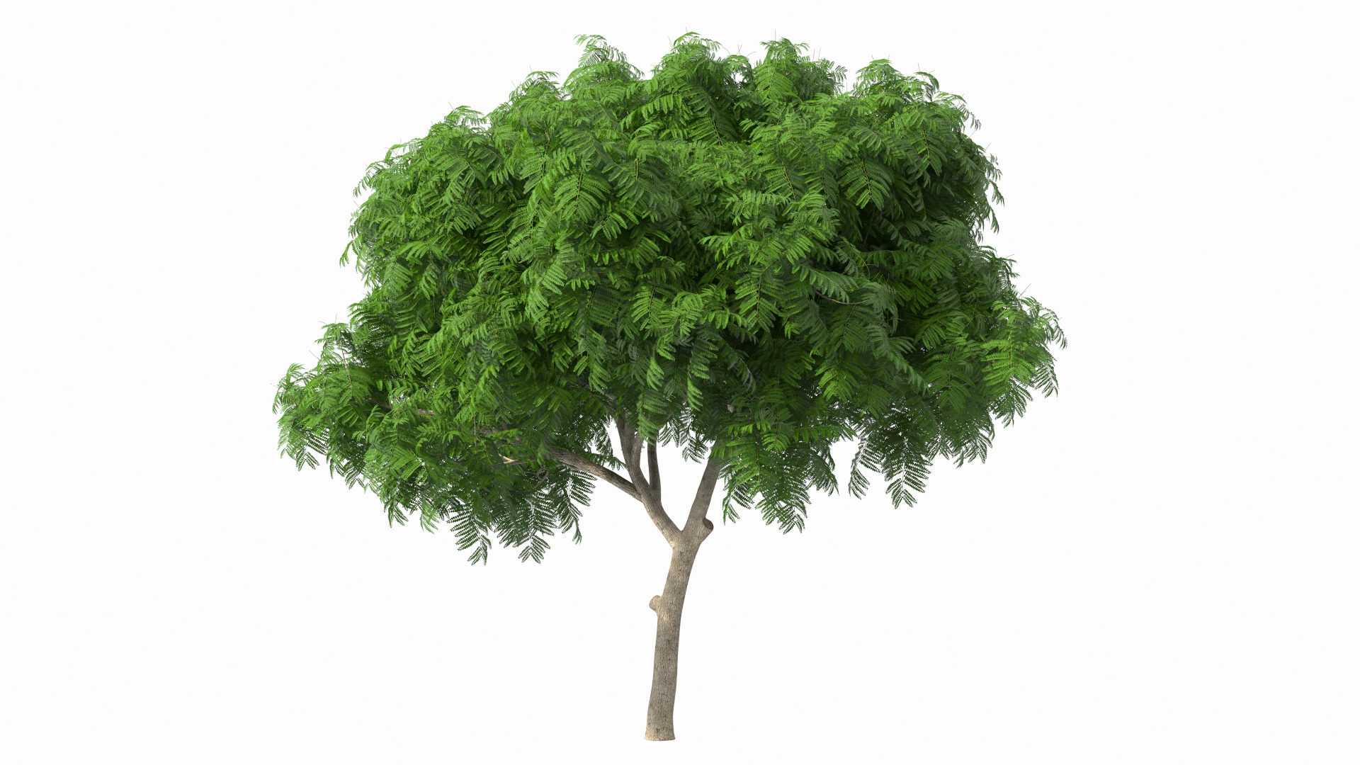 Peltophorum Pterocarpum Tree 3D Model - TurboSquid 1705240