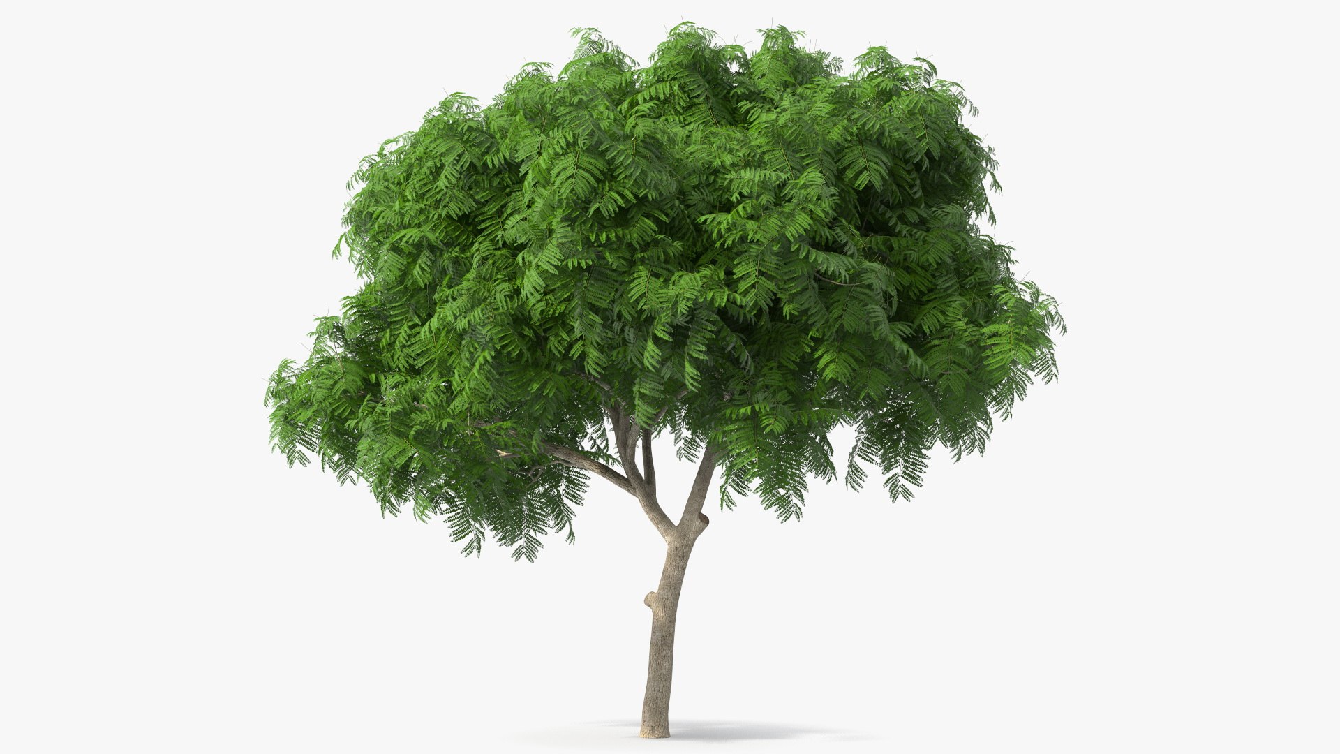 Peltophorum Pterocarpum Tree 3D model preview