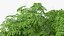 Peltophorum Pterocarpum Tree