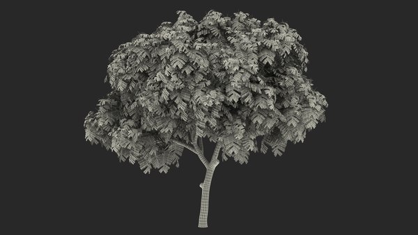 modelo 3d Peltophorum Pterocarpum Tree - TurboSquid 1705240