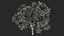 Peltophorum Pterocarpum Tree