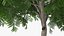 Peltophorum Pterocarpum Tree