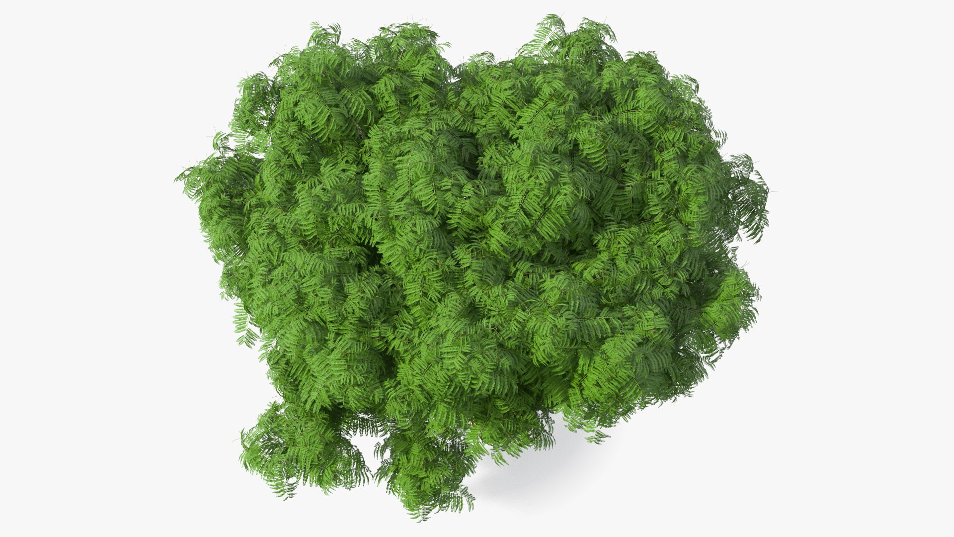 peltophorum pterocarpum tree 3D model https://p.turbosquid.com/ts-thumb/8S/BbafJh/cj/peltophorumpterocarpumtree3dmodel007/jpg/1615727782/1920x1080/fit_q87/26265a148ed1259d755a0d70bb4801fbdf46f6f0/peltophorumpterocarpumtree3dmodel007.jpg