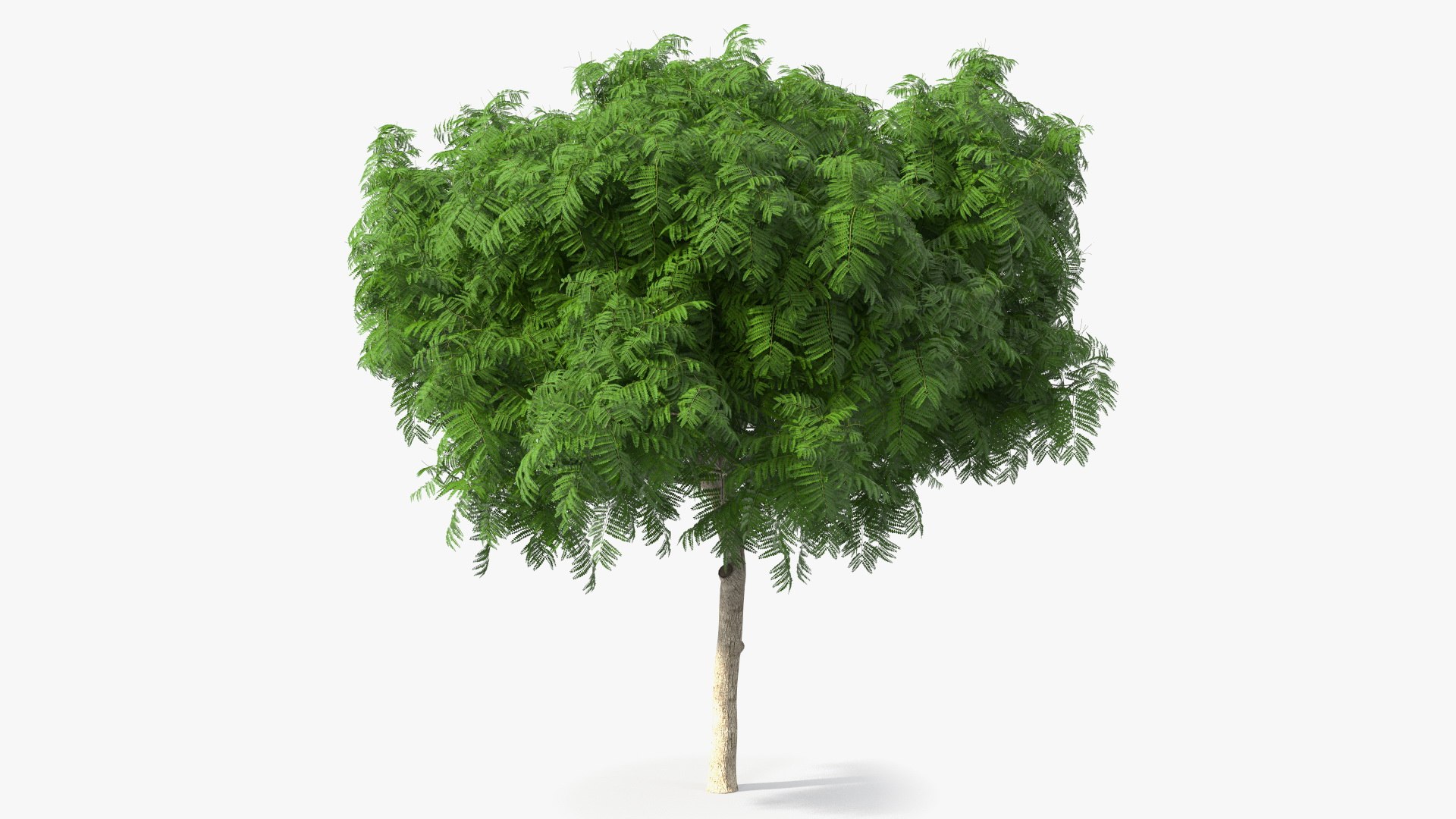 peltophorum pterocarpum tree 3D model https://p.turbosquid.com/ts-thumb/8S/BbafJh/oA/peltophorumpterocarpumtree3dmodel005/jpg/1615727770/1920x1080/fit_q87/bec6261fe7c88c44428ff1c2f4330012e3a7994f/peltophorumpterocarpumtree3dmodel005.jpg