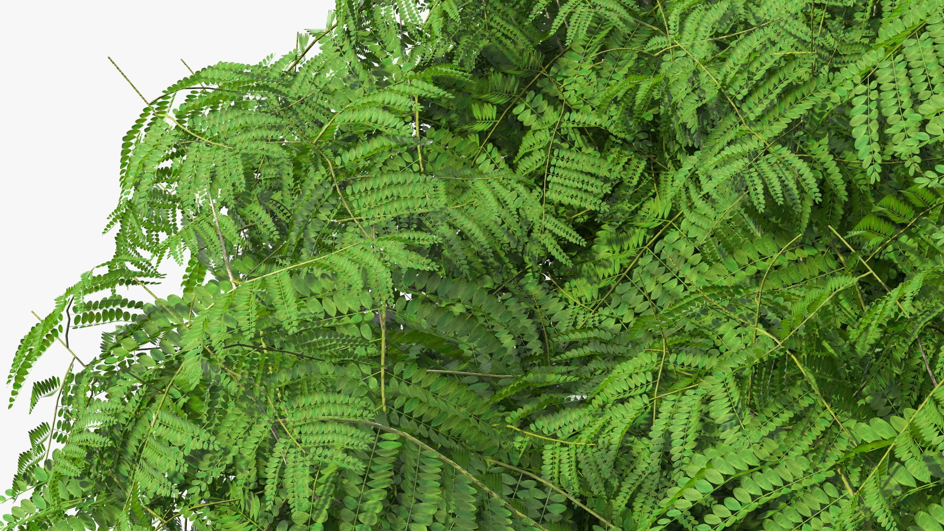 peltophorum pterocarpum tree 3D model https://p.turbosquid.com/ts-thumb/8S/BbafJh/tF/peltophorumpterocarpumtree3dmodel016/jpg/1615727838/1920x1080/fit_q87/ec548342fac385f2c8778c0d47be6ec057170d2f/peltophorumpterocarpumtree3dmodel016.jpg