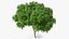 Peltophorum Pterocarpum Tree