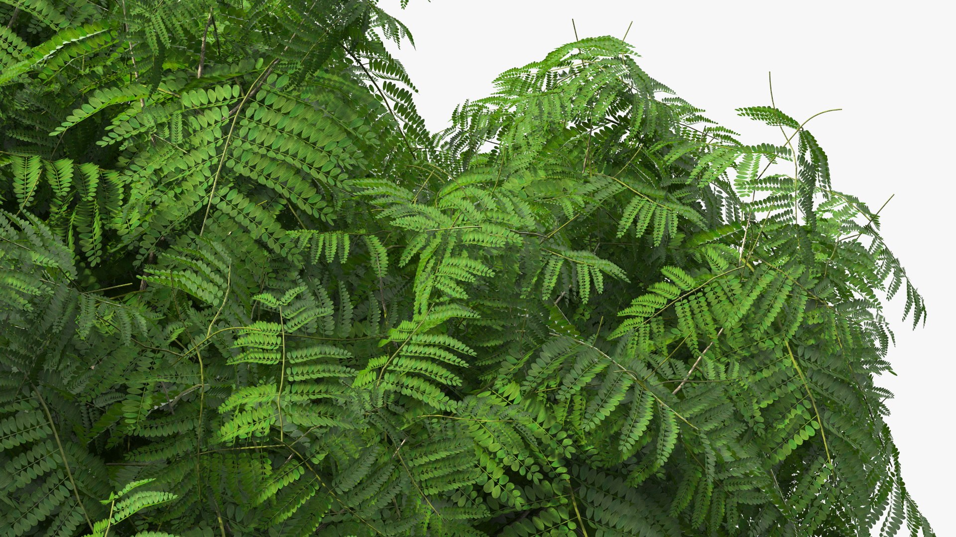 peltophorum pterocarpum tree 3D model https://p.turbosquid.com/ts-thumb/8S/BbafJh/zX/peltophorumpterocarpumtree3dmodel013/jpg/1615727819/1920x1080/fit_q87/7070dfa1dbc562993dd52cc8540695dd5e483bf3/peltophorumpterocarpumtree3dmodel013.jpg