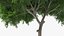 Peltophorum Pterocarpum Tree