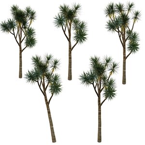 3D model Yucca gloriosa