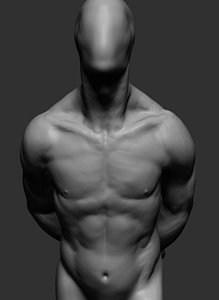 male anatomy model