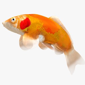 Japanese Carp Fish Rigged L052 3D
