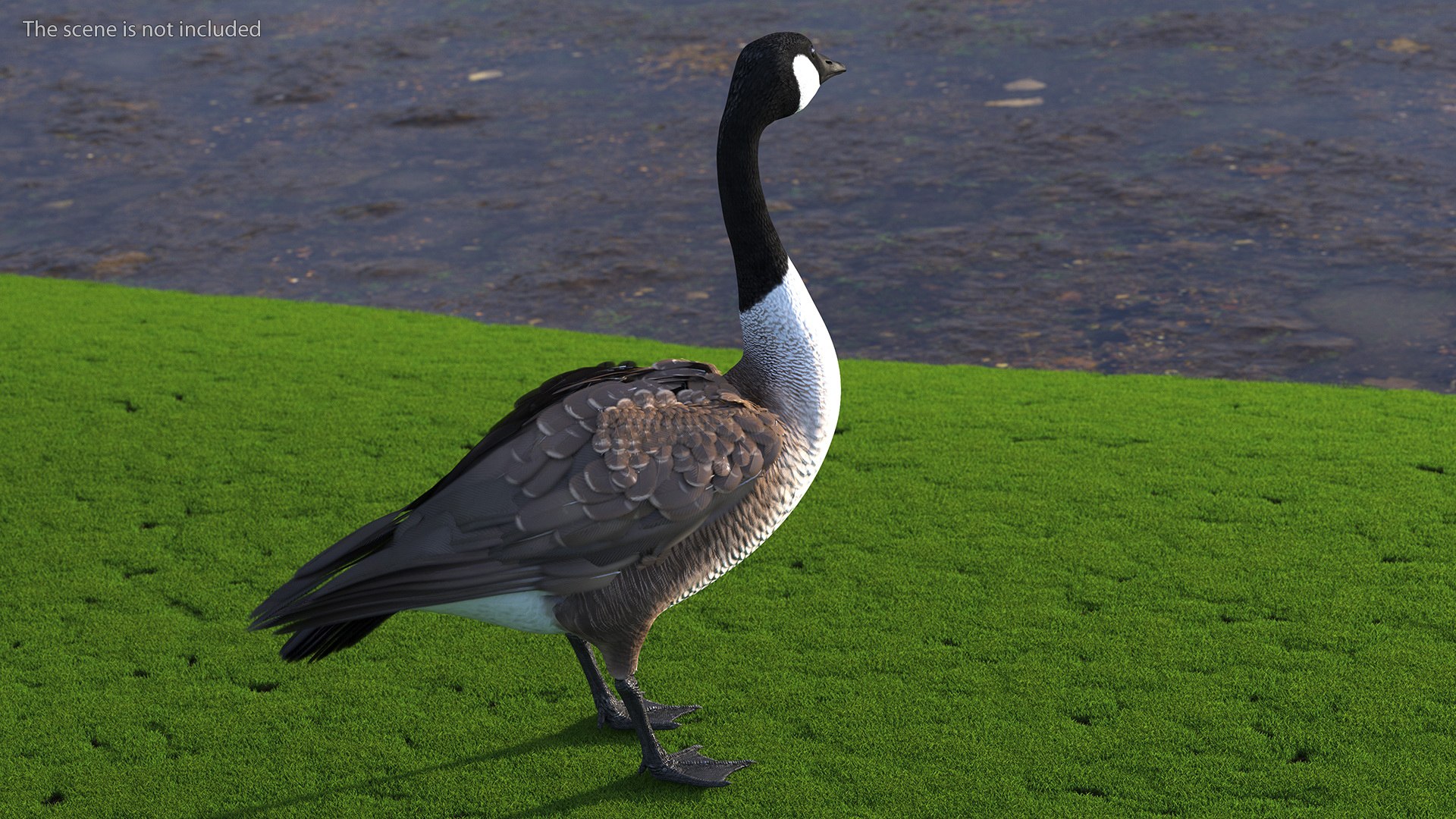 3D Branta Canadensis Standing Pose https://p.turbosquid.com/ts-thumb/8S/IMKe6L/24/brantacanadensisstandingposevray3dmodel003/jpg/1692417406/1920x1080/fit_q87/aad4f1f9050b1e0ee938059975eb216ffa2f7c50/brantacanadensisstandingposevray3dmodel003.jpg