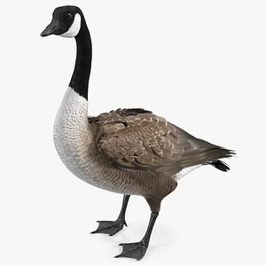 Branta Canadensis Standing Pose
