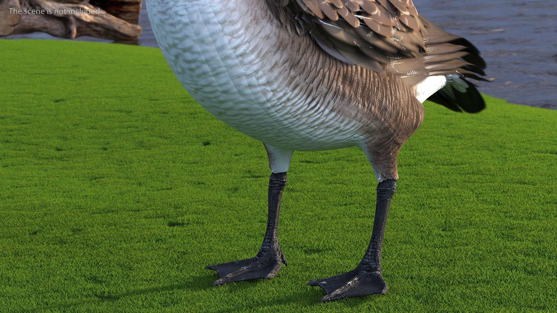 3D Branta Canadensis Standing Pose https://p.turbosquid.com/ts-thumb/8S/IMKe6L/9j/brantacanadensisstandingposevray3dmodel005/jpg/1692417413/1920x1080/fit_q87/5ec9465a8e841ade2a14901db9ce7bc5440efcba/brantacanadensisstandingposevray3dmodel005.jpg