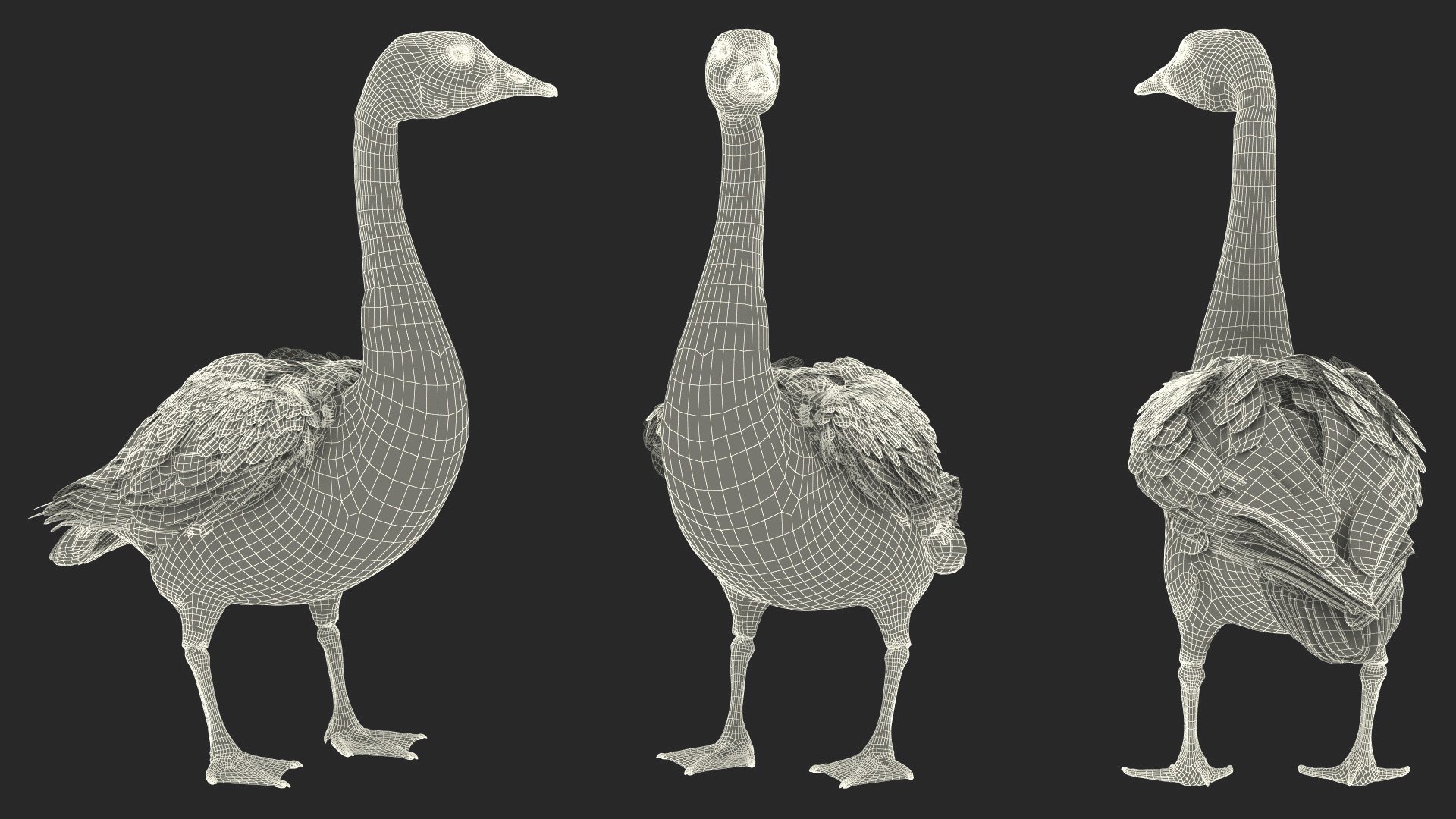 3D Branta Canadensis Standing Pose https://p.turbosquid.com/ts-thumb/8S/IMKe6L/CB/brantacanadensisstandingposevray3dmodel023/jpg/1692417475/1920x1080/fit_q87/1ce95c9bd37a763f6886ba917ded4e444d28eeba/brantacanadensisstandingposevray3dmodel023.jpg