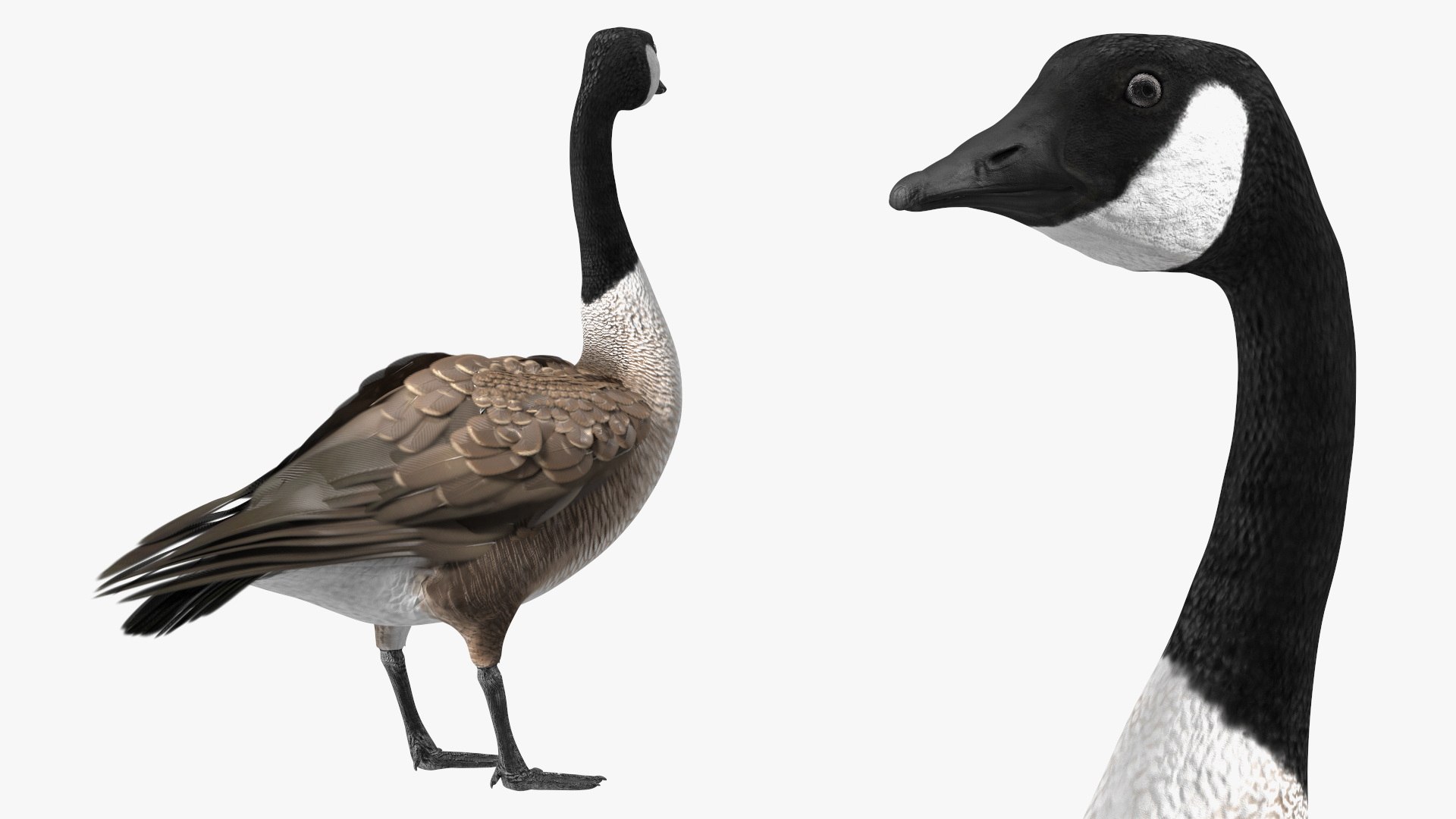 3D Branta Canadensis Standing Pose https://p.turbosquid.com/ts-thumb/8S/IMKe6L/ET/brantacanadensisstandingposevray3dmodel010/jpg/1692417432/1920x1080/fit_q87/4bea19f3167bd60475e947adb8e0c4807eaeae6a/brantacanadensisstandingposevray3dmodel010.jpg