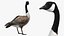 Branta Canadensis Standing Pose
