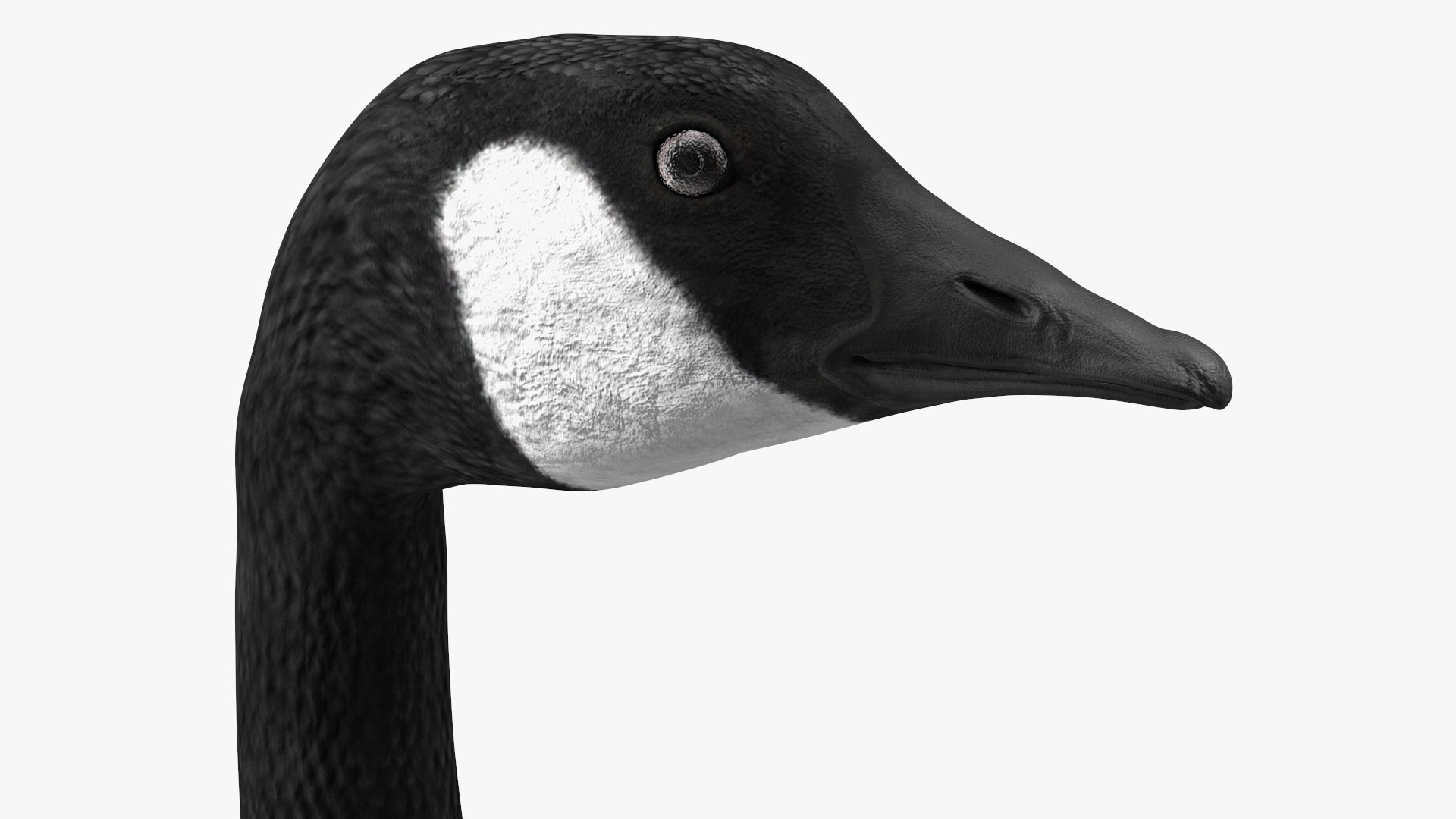 3D Branta Canadensis Standing Pose https://p.turbosquid.com/ts-thumb/8S/IMKe6L/N5/brantacanadensisstandingposevray3dmodel013/jpg/1692417443/1920x1080/fit_q87/c8d0caf0a39837a6a47d90ef00cf2d05d2561efc/brantacanadensisstandingposevray3dmodel013.jpg