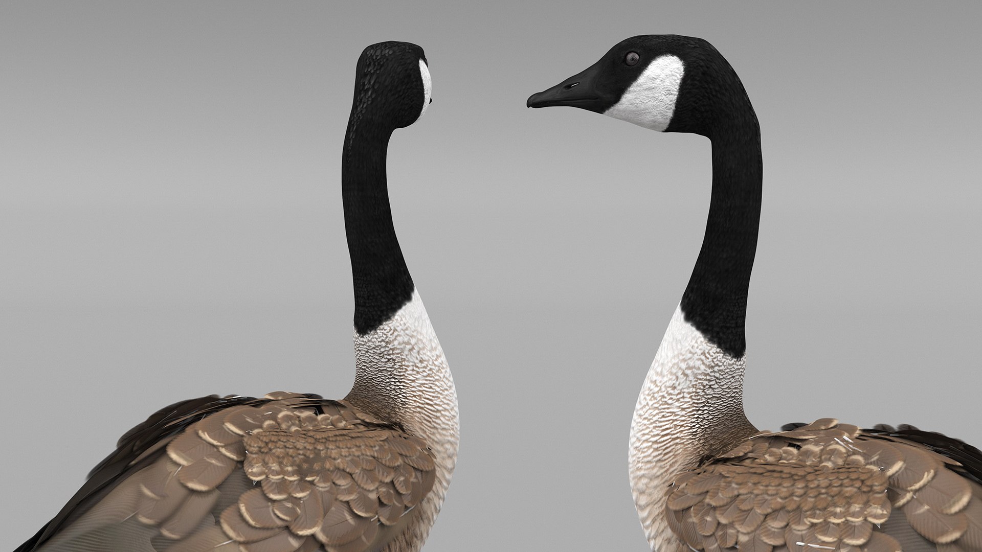 3D Branta Canadensis Standing Pose https://p.turbosquid.com/ts-thumb/8S/IMKe6L/SN/brantacanadensisstandingposevray3dmodel008/jpg/1692417425/1920x1080/fit_q87/b0de51f7bb904486a53d8bef03b556d29ee0811f/brantacanadensisstandingposevray3dmodel008.jpg